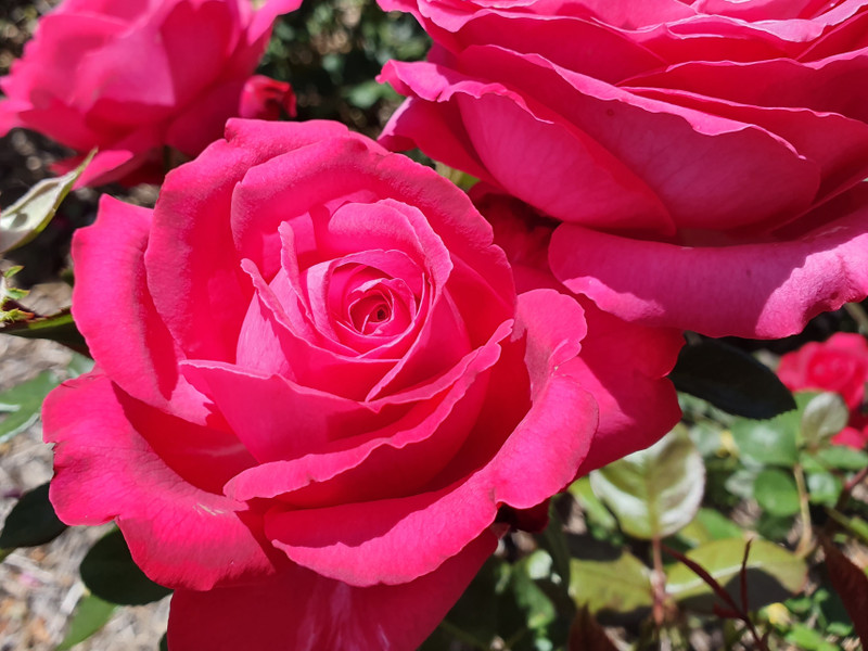Unconventional Lady - Hybrid Tea Rose (bare rooted)
