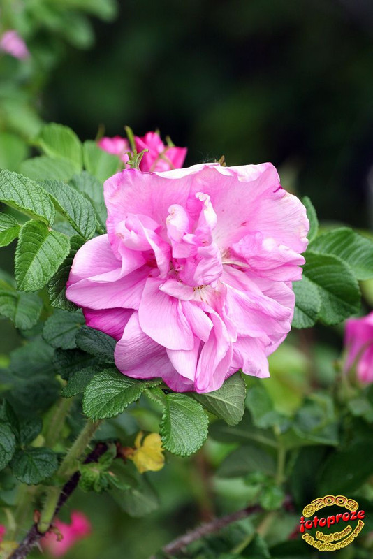 Belle Poitevine Old Fashioned shrub bare-rooted