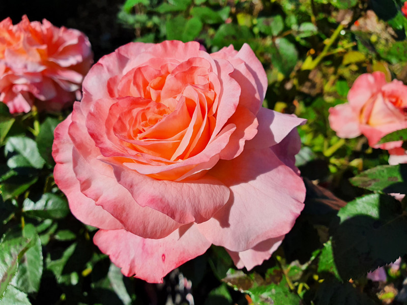 Augusta Luise. Modern Shrub Rose. Magnificently Healthy & Robust (bare ...