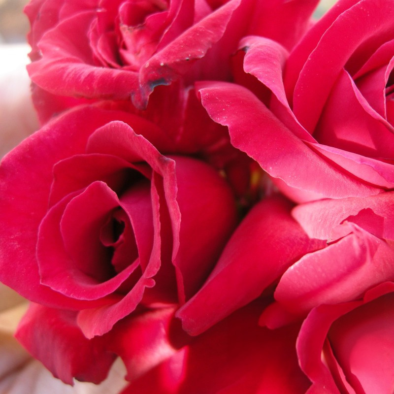 Summer Fragrance (bare-rooted)