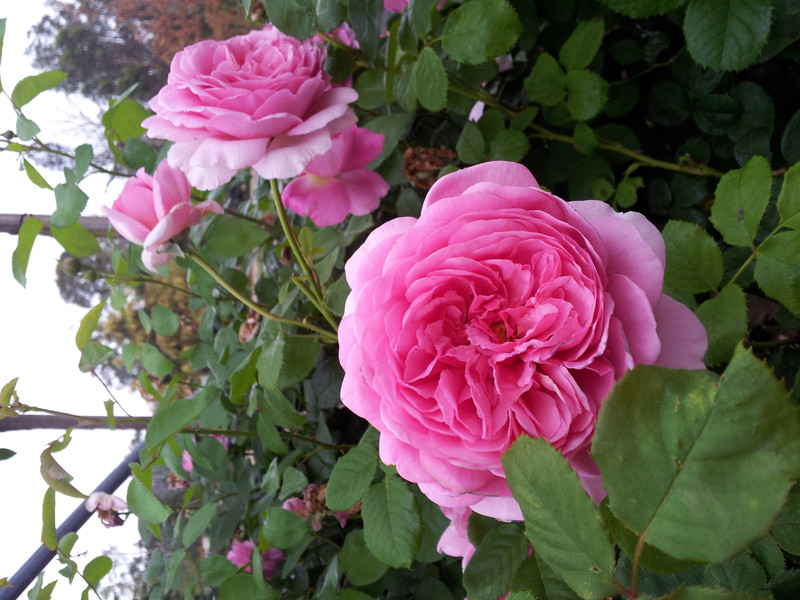 Princess Alexandra Of Kent - David Austin Rose