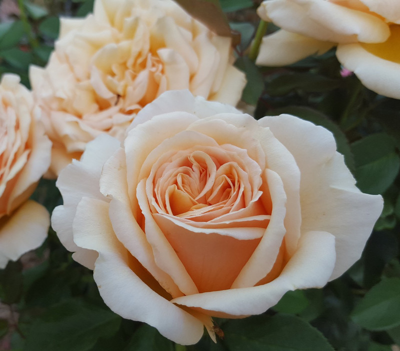 Hybrid tea roses for sale