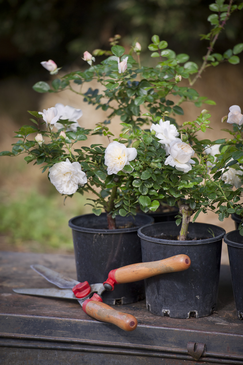 Potted Roses Easy Care Roses Page 1 Silkies Rose Farm