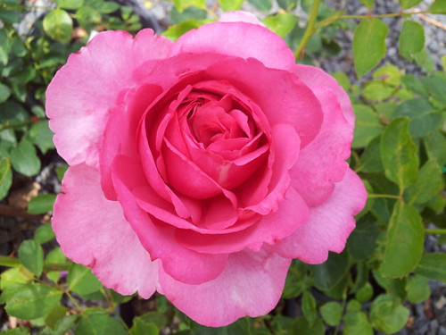 Queen Adelaide. Hybrid Tea Rose