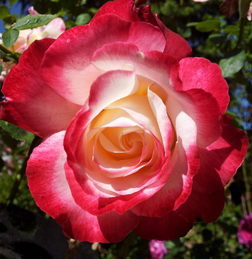 Double Delight. Hybrid Tea Rose