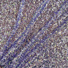 Sequins on Stretch - Lilac 242085C