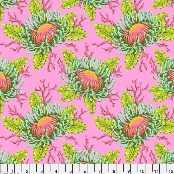 Friends and Anemones - Coralline 231545L