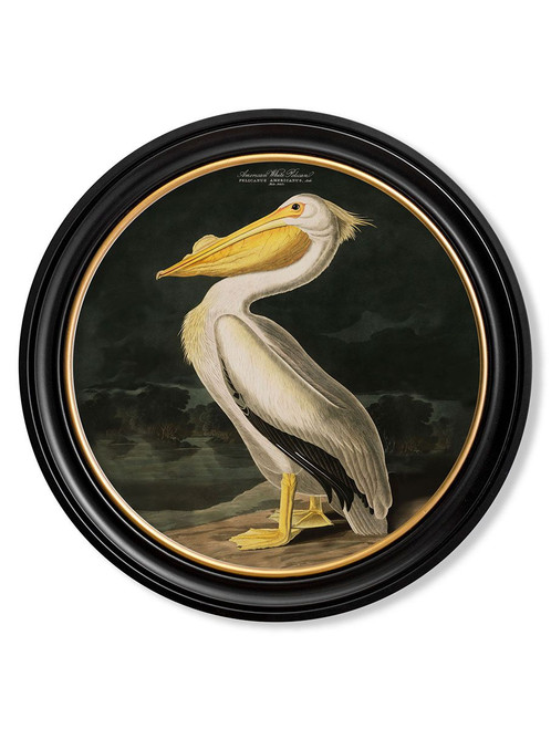 Audubons Pelican Black/Gold Round Frame - Sizes Available