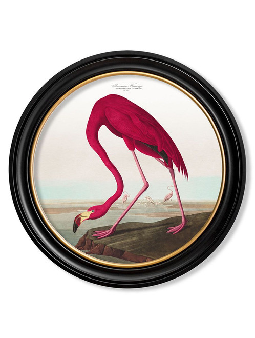 Audubons Flamingo Black/Gold Round Frame - Sizes Available