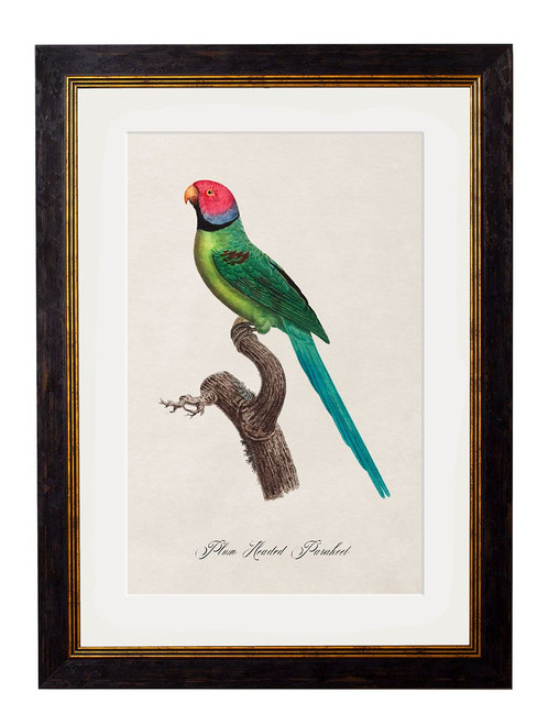 Plum Headed Parrot Oxford Slim Frame - A3