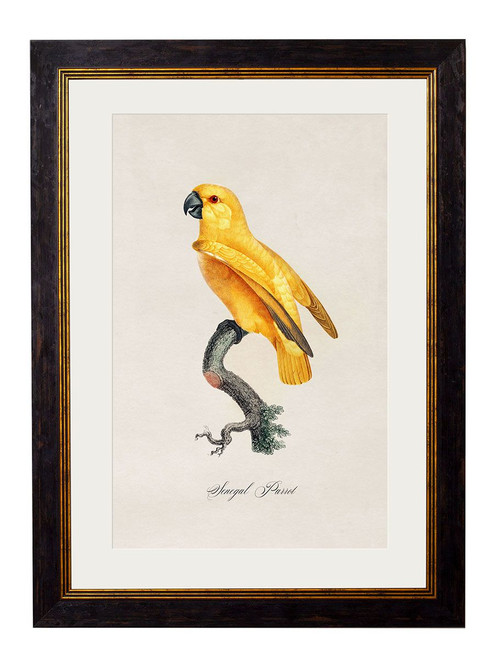 Senegal Parrot Oxford Slim Frame - A3