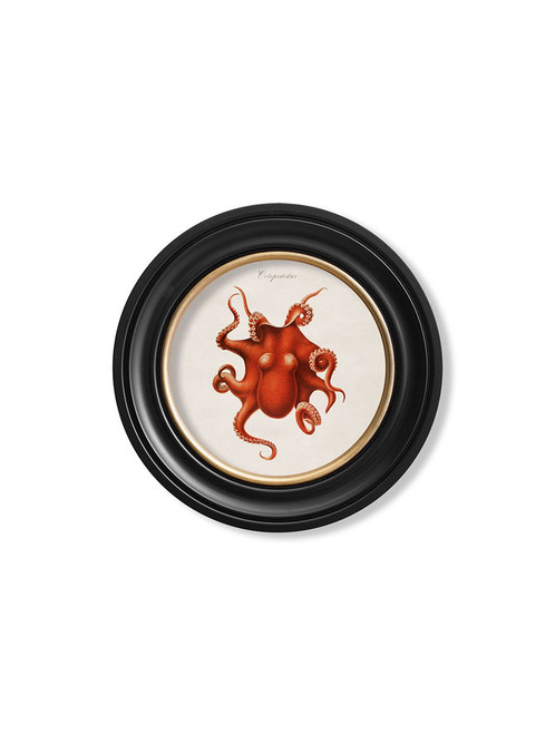 Octopus Round Frame