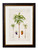 Areca Palm Oxford Slim Frame - A3