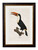 Left Facing Toucan Oxford Slim Frame - A3