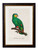 Amazon Parrot Oxford Slim Frame - A3