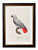 Grey Parrot Oxford Slim Frame - A3