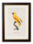 Senegal Parrot Oxford Slim Frame - A3