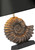 Ammonite Table lamp in bronze, base only