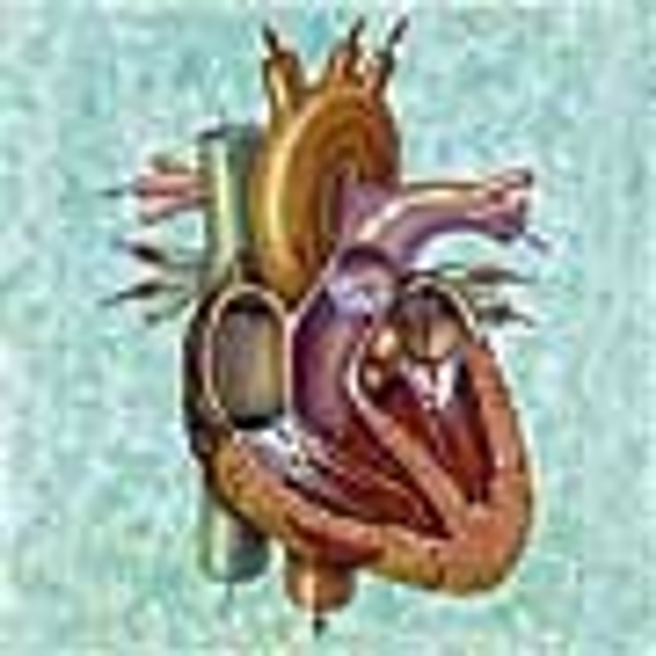 Circulatory System Supplements Circulatory System Supplements