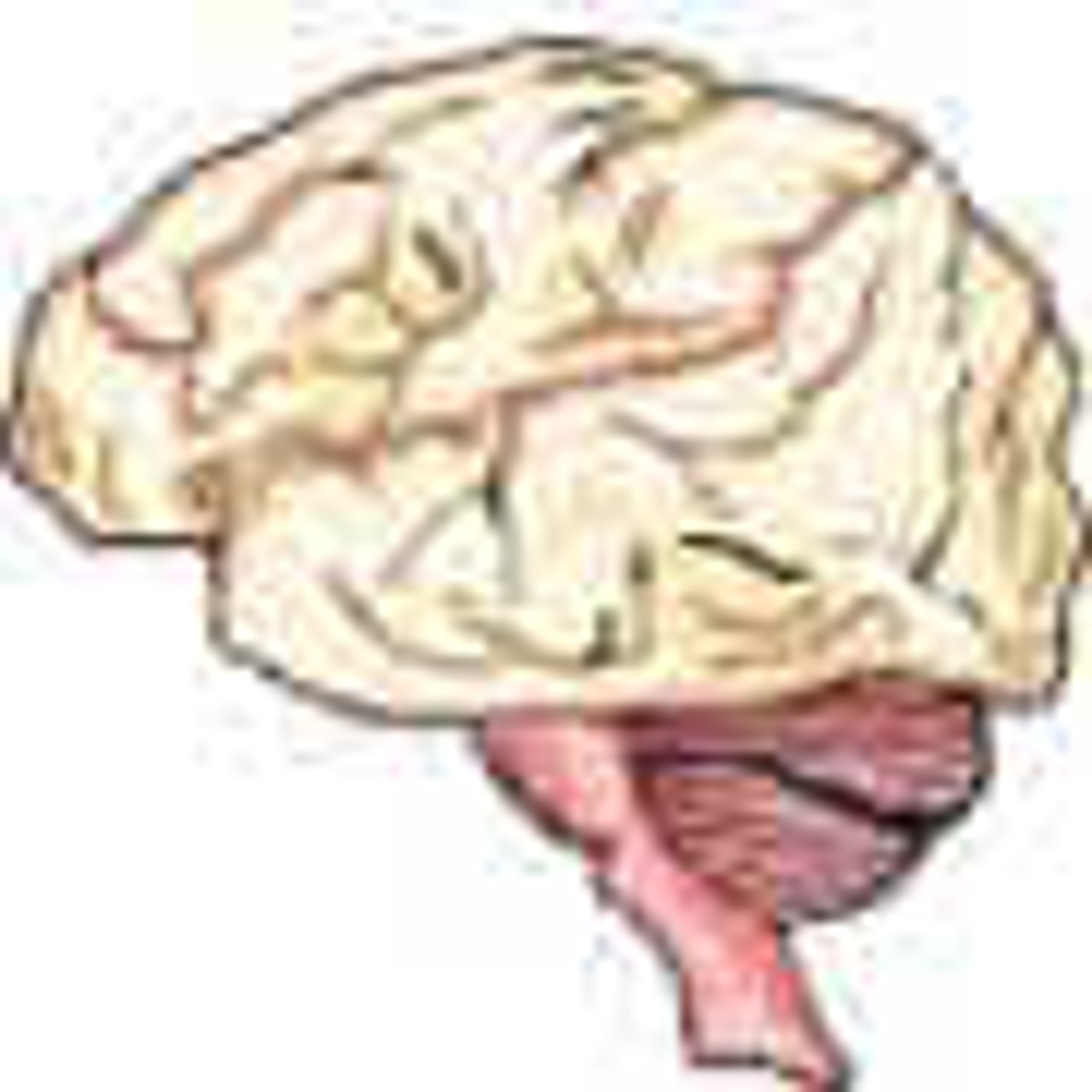 Nervous System Nervous System