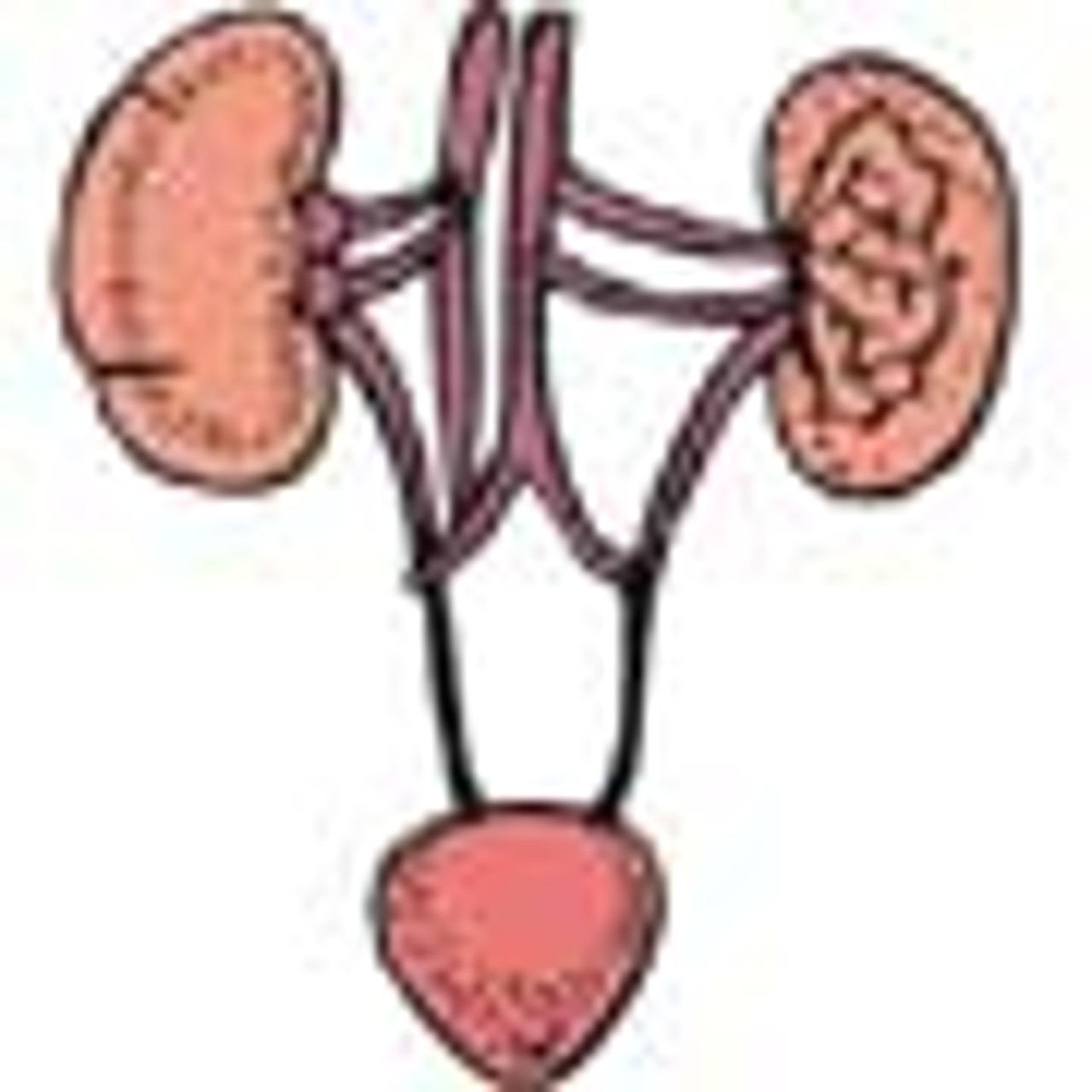 Urinary System Supplements Urinary System Supplements