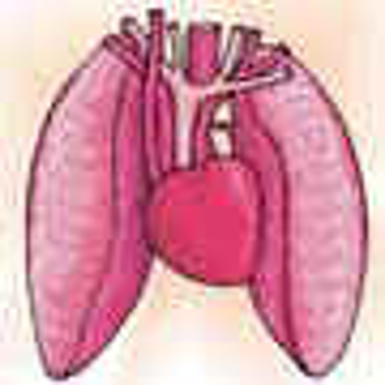 Respiratory System Supplements Respiratory System Supplements