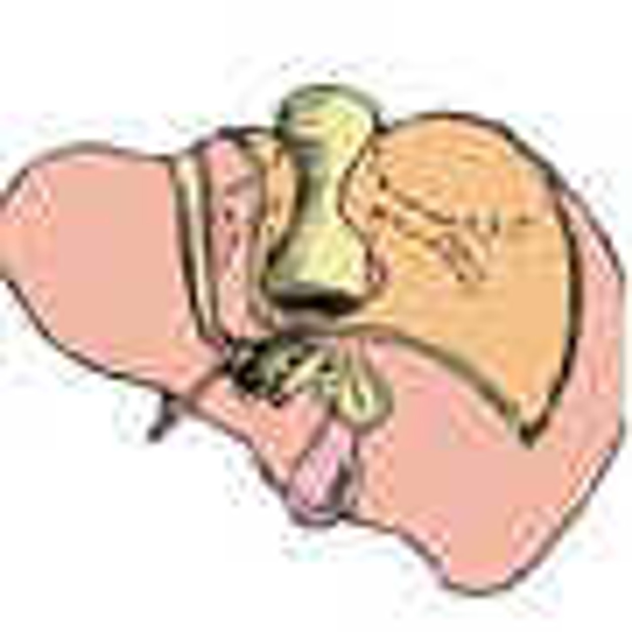 Glandular System Supplements Glandular System Supplements