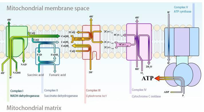 mitochondiral.jpg
