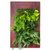 Grovert Wall Planter - Cherry Frame Kit