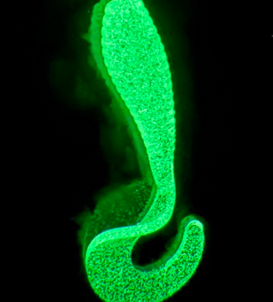 YA U LURES - 2" CURLY TAIL YA U LURES - 2" CURLY TAIL