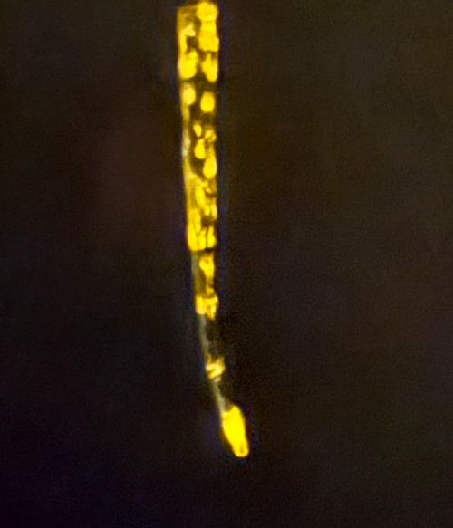 YA U LURES - 1.5" HALALU STRIP YA U LURES - 1.5" HALALU STRIP