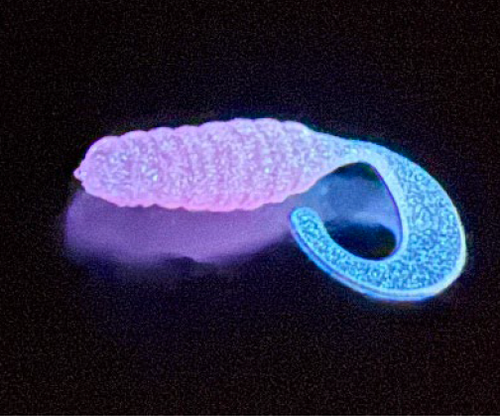 YA U LURES - 1" CURLY TAILS YA U LURES - 1" CURLY TAILS