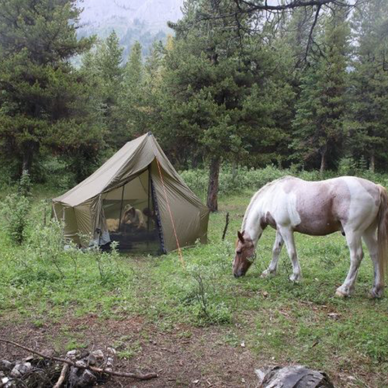 a horse grazes on green grass in front of a Courthouse wall tent in a forest clearing