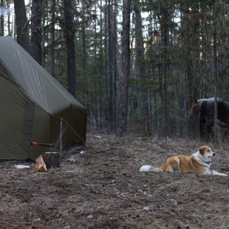 a brown and white dog lays on the ground near a courthouse wall tent in a forested area