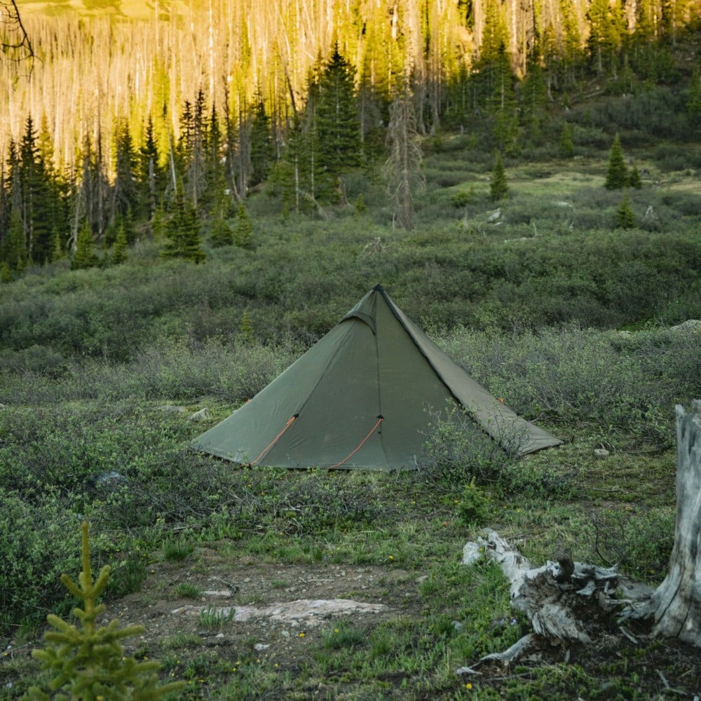 Cimmaron 2.0 In meadow 