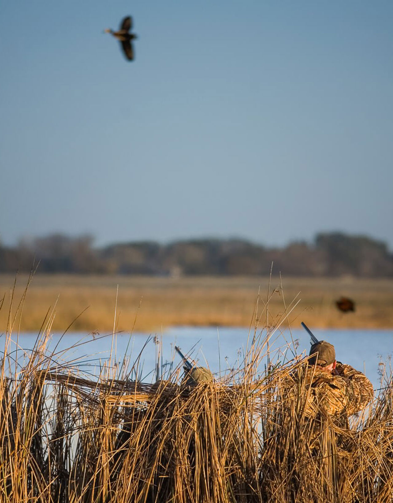 Regulations differ for waterfowl season | Features | albanyherald.com