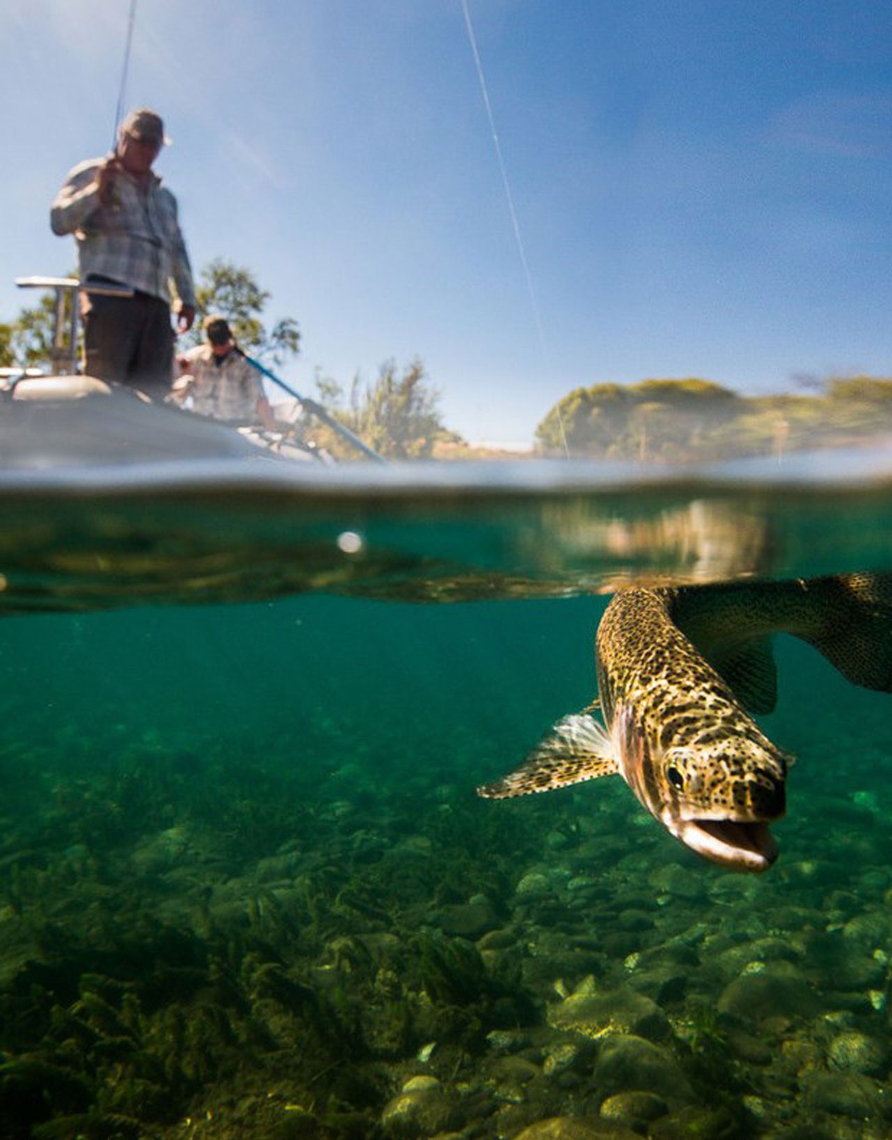 Argentine Trout Fishing: A Fly Fisherman's Guide to Patagonia [Book]