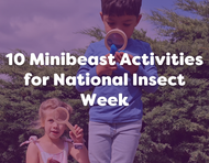 10 Minibeast Activities to Celebrate National Insect Week