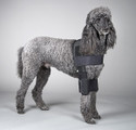 Poodle wearing an elbow brace for dog hygromas and callouses
