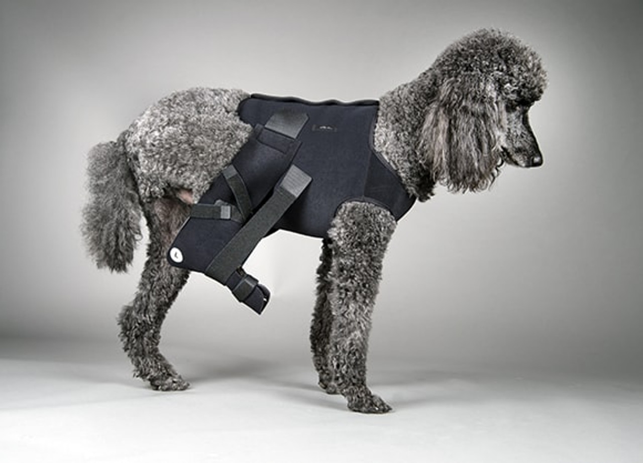 The 5 Best Winter Jackets and Raincoats for Dogs of 2024 | Reviews by  Wirecutter