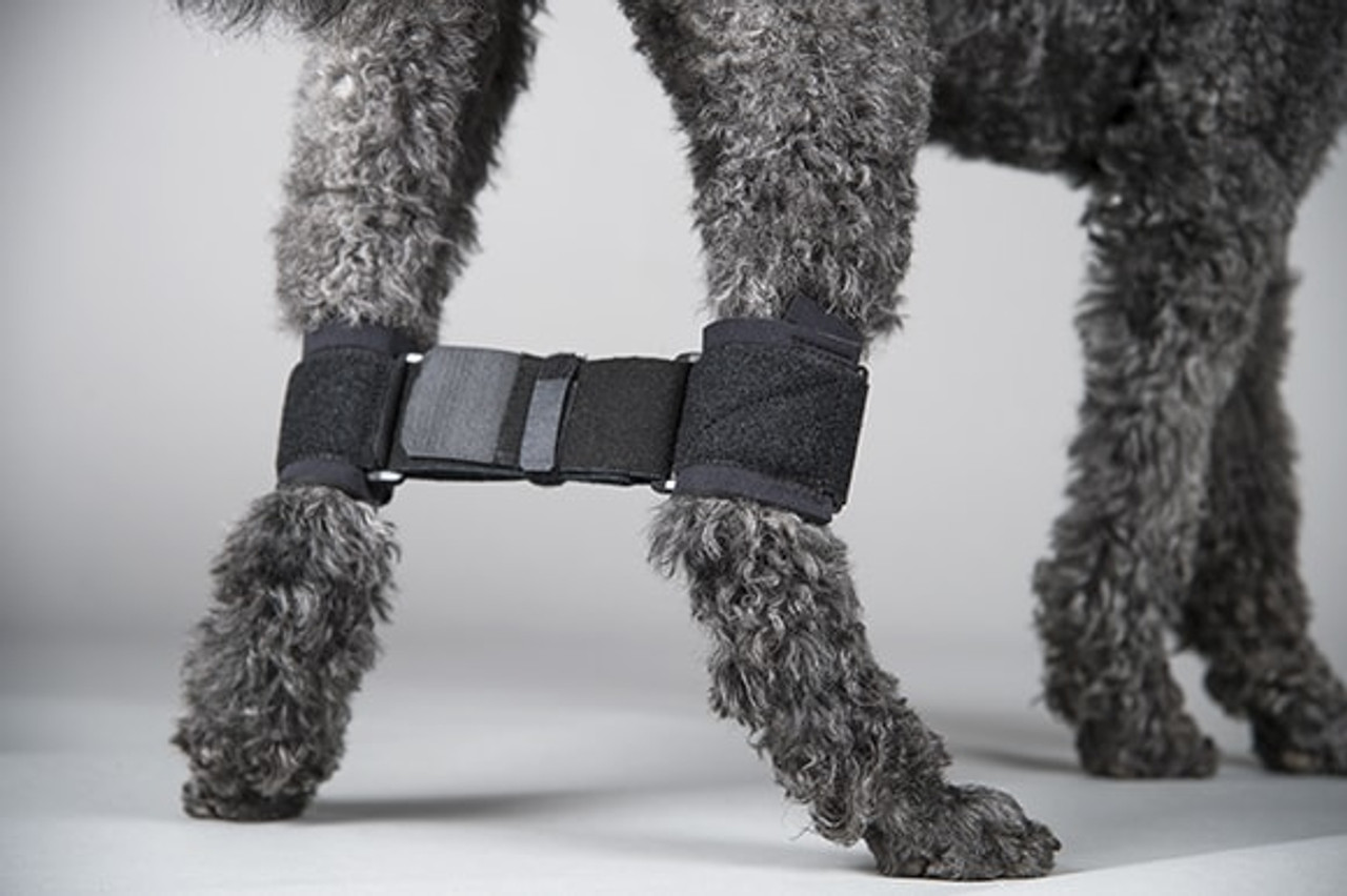 Dog Leg Support Brace | Dog Legs Protectors | Knee Protector Dog | Brace  Leggings Set - Dog - Aliexpress