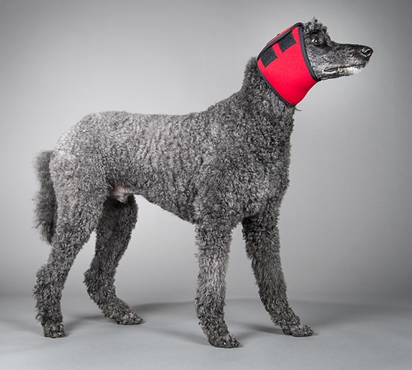 Best Ear Plugs for Dogs: Top Picks for Noise Protection