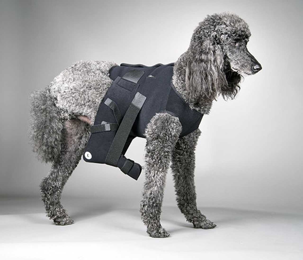 Dog hind hot sale leg sling