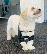 Bichon dog wearing a shoulder stabiization system from DogLeggs Bichon dog wearing a shoulder stabiization system from DogLeggs