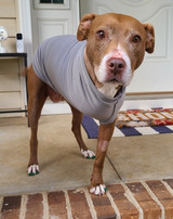 Tripawd dog amputee in recovery suit Tripawd dog amputee in recovery suit