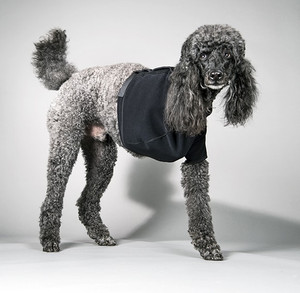 Canine Velpeau Sling to stabilizes a dog shoulder
