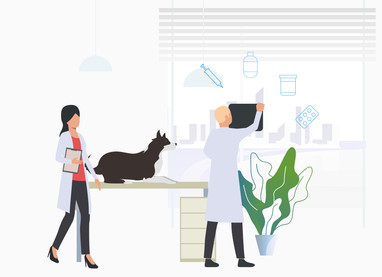 Assistive Devices and Pet Insurance: What's Covered?