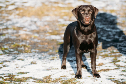 How can I help my dog with Elbow Dysplasia? 