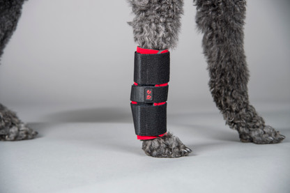 Carpal Support For Dogs