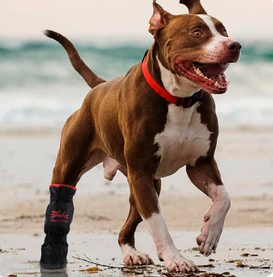 Protecting Your Dog's Paws in Hot and Cold Weather: The Benefits